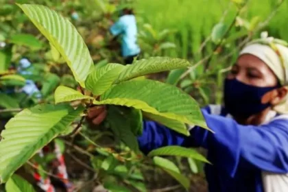 Tanaman Kratom