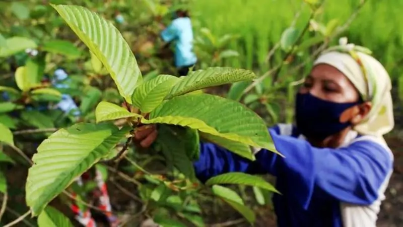 Tanaman Kratom