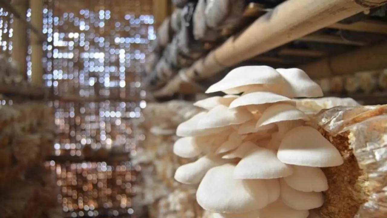 Budidaya Jamur